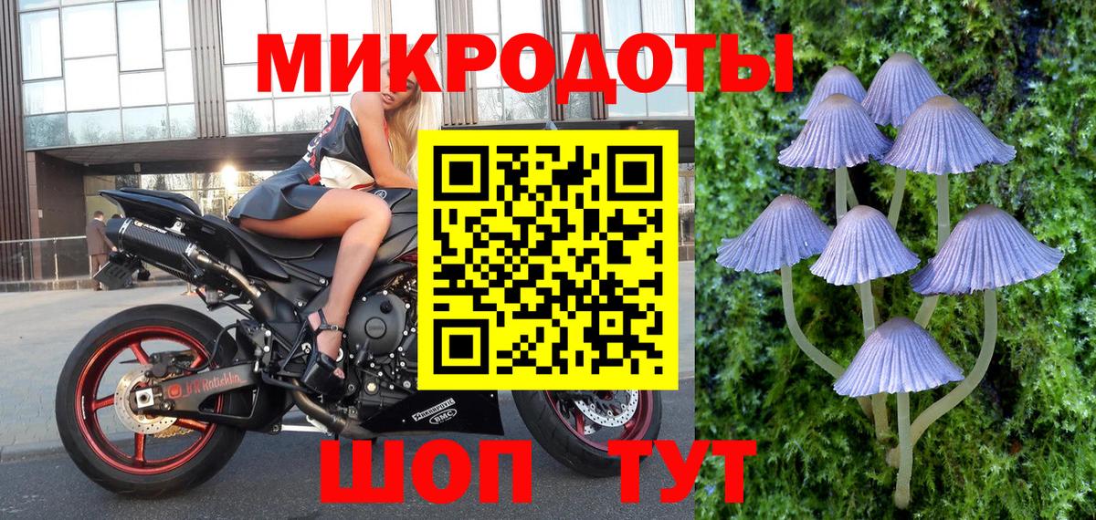 Галлюциногенные грибы Psilocybine cubensis Елабуга